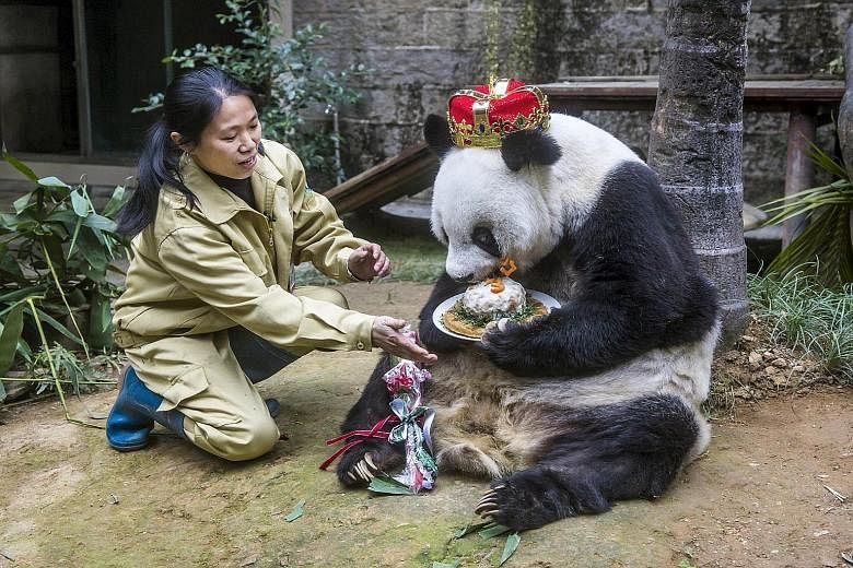 Giant panda Basi eating a cake handed out by a keeper to celebrate its 35th birthday at a research centre in Fuzhou, the capital of China's Fujian province yesterday. Basi is the second-oldest panda in the world, according to panda expert Zhang Guiqu