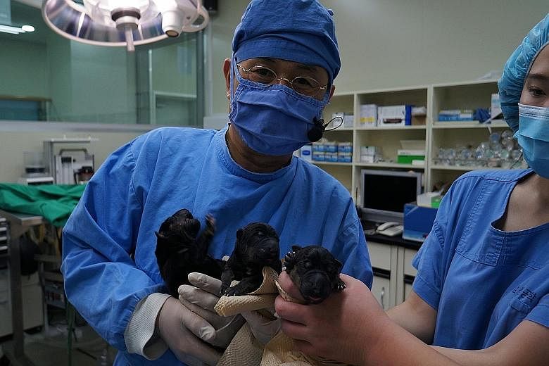 Dr Hwang Woo Suk with three cloned puppies delivered via caesarean section last Monday. After their birth, cloned puppies are kept in cubicles (below) with the surrogates, until they are strong enough to be moved to bigger solo cubicles.