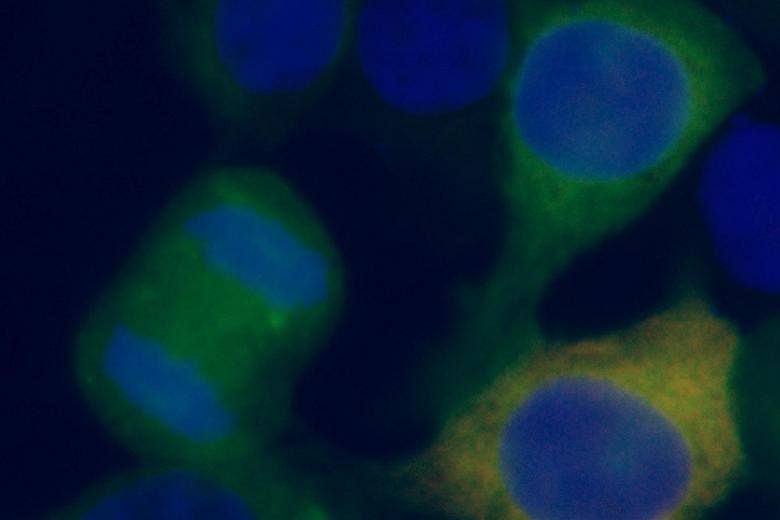 Mutant nucleophosmin proteins (green) are the culprits behind chromosomes that look normal in acute myeloid leukaemia cancer cells.