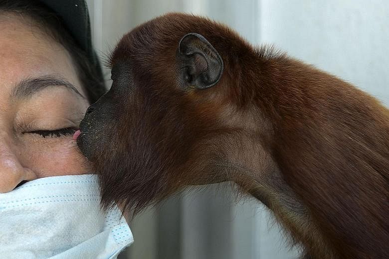 A baby red howler monkey (Alouatta seniculus) kissing a volunteer during its recovery at the Santa Fe zoo in Colombia. The zoo last week released into the wild nine monkeys which it had been caring for as part of a wildlife conservation programme. Th