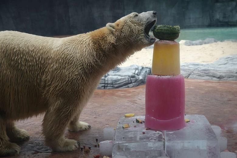 zookeepers of reddit polar bears｜TikTok Search