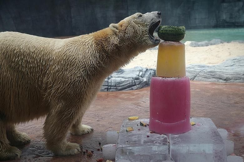 The Singapore Zoo's only polar bear, Inuka, preparing to eat a watermelon husk filled with fruits - the highlight of its icy birthday treat yesterday. The treat, made of ice blocks, whipped cream and fruits, marks its 25th birthday on Dec 26. To kick