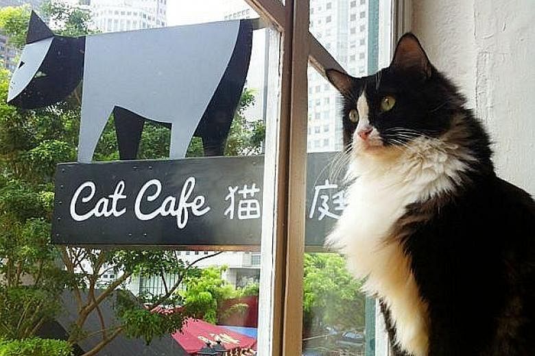 Neko no Niwa, a cat cafe in Singapore. The term 'cat cafe' was considered one of the top 10 most interesting food words of 2015 by The New York Times.