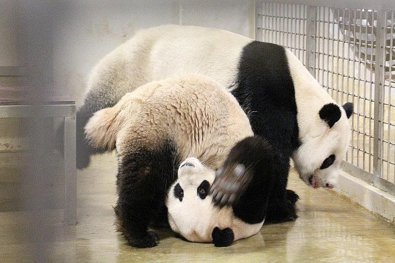 Scientists have found that when giant pandas in captive breeding experiments displayed no preference for a potential mate, their chances of successfully mating dropped to zero.