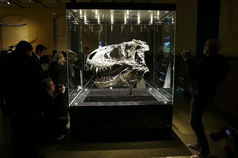 The skull of a Tyrannosaurus rex has gone on display at the Natural History Museum in Berlin, Germany. The fossil, which is about 70 million years old, was found in the US state of Montana in 2012. This is the first public exhibition of the skull, ni