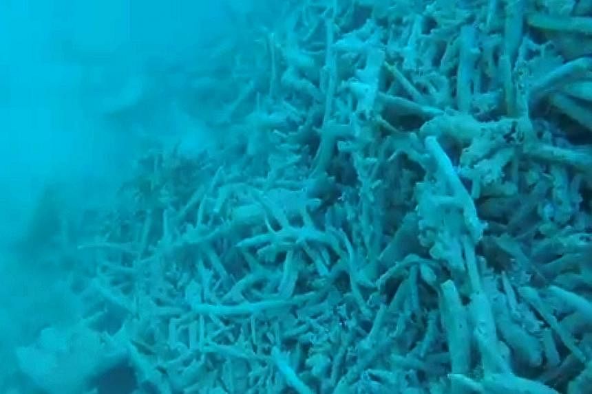 Chinese fishermen (above) are destroying large areas of reefs (below) near a group of Philippine-controlled atolls in the Spratly Islands, the BBC has reported. The Philippines, Brunei, Vietnam, Malaysia and Taiwan all have overlapping claims in the 