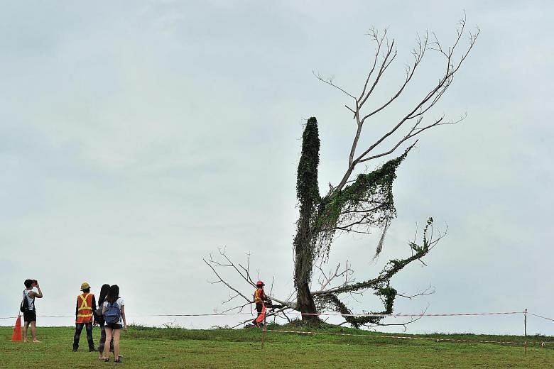 The "Punggol Lone Tree" (top) being removed yesterday following public safety concerns. It has featured in many Instagram photos but was struck by lightning in July, losing half of its branches. Mr Ogawa Konamoto (above), 42, was one of those who tur