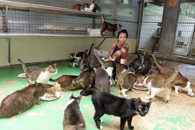 Ms Lily Low, 46, starts each day in the shelter before the sun is up, disinfecting the cats' living quarters, cleaning their drinking bowls and making sure they are fed and healthy.