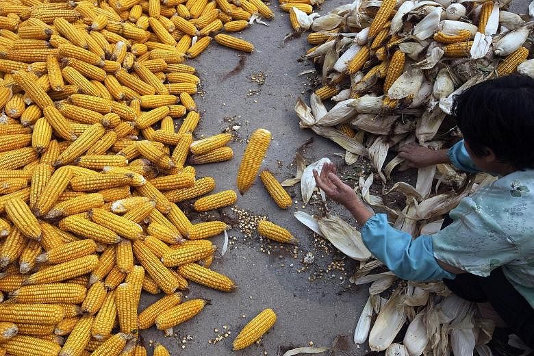 Corn being dehusked in Beijing. Cofco, China's largest food company, which already holds 51 per cent of Noble Agri, is one of the potential buyers for the remaining stake.