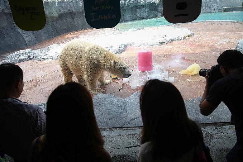 Singapore-born Inuka, the first polar bear born in the tropics, with its birthday "cake" - made of ice blocks, whipped cream and fruit - yesterday. Polar bears in captivity live an average of 25 years, although with proper care, they can live much lo