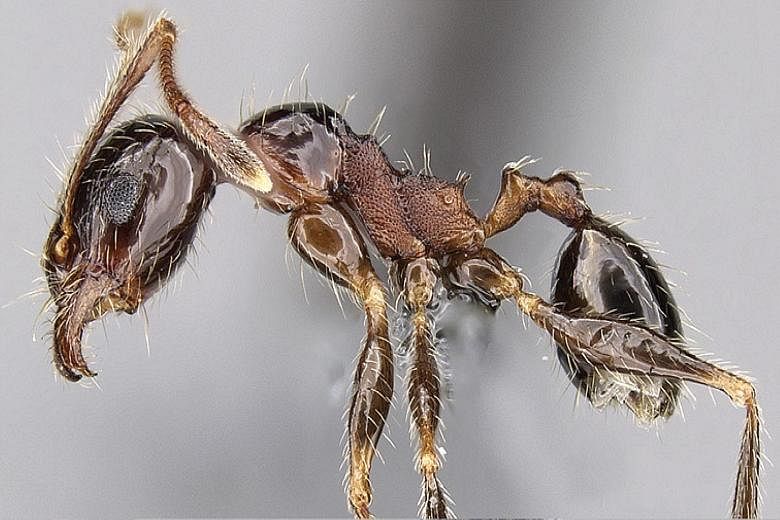 This is a specimen of pheidole indica, an ant species from Asia that has been spreading across the globe under the name pheidole teneriffana. A century-old mystery surrounding the origin of this invasive ant species was recently solved by an internat