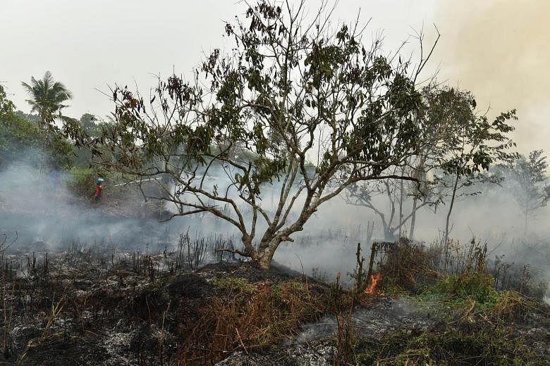 A firefighter extinguishing a blaze on peatland in Central Kalimantan at the height of the crisis this year.