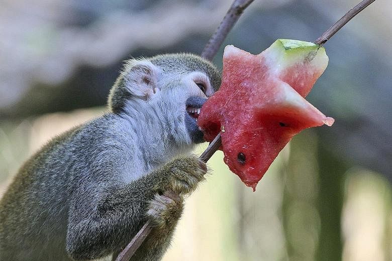 A Squirrel monkey, the Saimiri Sciureus, is seen here enjoying a star-shaped piece of watermelon at an enclosure in Cali Zoo, Colombia, on Monday. As the animals are suffering from a heatwave in the region, they very much fancy having juicy fresh fru