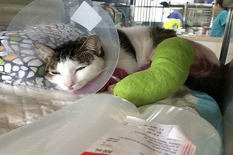 Oli was found under a car with two broken legs at Block 170, Yishun Avenue 7, last Friday. Its injuries are believed to have been deliberately inflicted. Sixteen cats - mostly strays - have been found dead and one injured in the estate in the last th