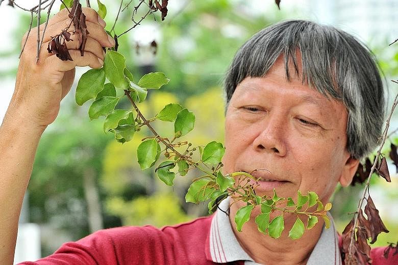 Mistletoe enthusiast Francis Lim with the Taxillus chinensis, which can be found in the East Coast of Singapore. Mistletoes are semi-parasitic plants that grow on a host, usually a tree or shrub. Although they can photosynthesise to make their own fo