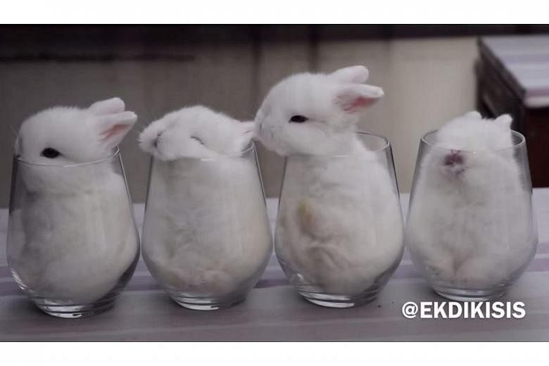 cute fluffy bunnies in cups