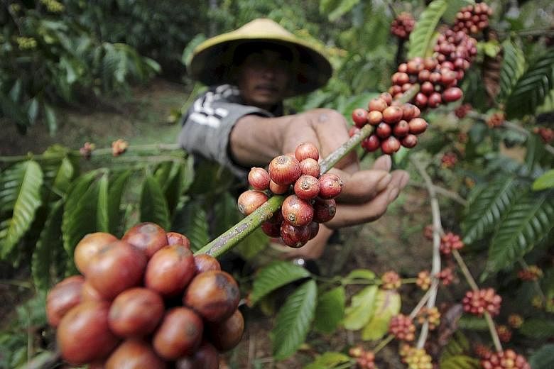 A coffee farmer in Indonesia. Noble has announced the disposal of a 49 per cent stake in its agribusiness.