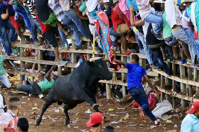 Participants in a corraleja, a traditional amateur bullfight in Turbaco, a town close to Catagena, Colombia. The bullfight, part of a traditional local festival, has ignited public debate in the past few years on traditions involving animal cruelty. 