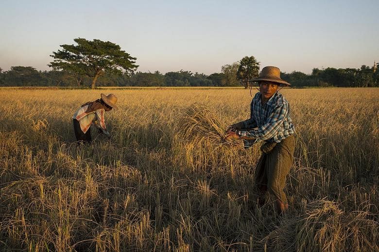 Rice being harvested in a village. The study found that droughts cut a country's crop production by 10 per cent and heatwaves by 9 per cent, but that floods and cold spells had no effects on production levels.