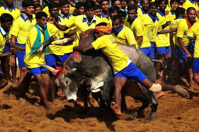 Participants attempting to hold down a bull during the Jallikattu festival. On Thursday, India lifted a ban on the controversial bull taming festival, angering animal rights activists who say it is cruel and abusive. The event was cancelled last year