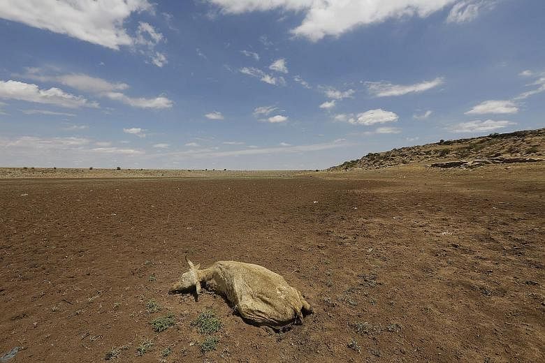 A dead cow lies in an empty water supply dam in Senekal, South Africa, yesterday. The rural farming town last saw rain on Dec 15 and has had a severe water shortage for the past three months, with residents having to queue for water at hand-out point