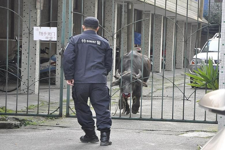 An iron gate separating a buffalo and a policeman from the Special Weapons and Tactics (Swat) unit at a parking area in Liuzhou, Guangxi Zhuang Autonomous Region, China, on Monday. According to local media, the buffalo was found running along the str