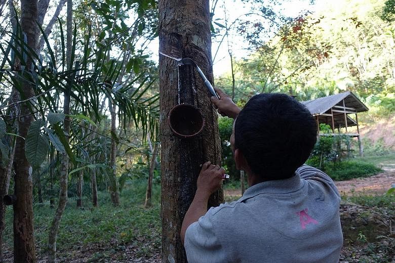 A rubber tapper in southern Thailand's Surat Thani province. Earlier this week, a network of rubber farmers from the south threatened to protest if their demand for government aid was not met.