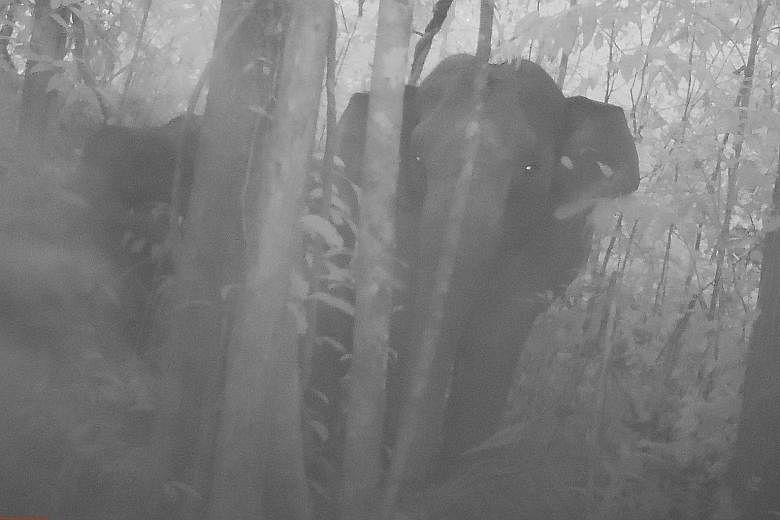 This screen grab shows rare footage of an elephant herd roaming through Cardamom Mountains, Cambodia's biggest forest sanctuary.