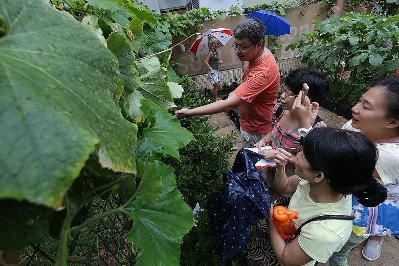 Gardening enthusiasts checking out the winter melon plant at a community garden in Bukit Batok Central. The collective's core team comprises (from left) Suzanna Kusuma, Tan Hang Chong, Ng Huiying and Pui Cuifen. It has more than 700 likes on Facebook