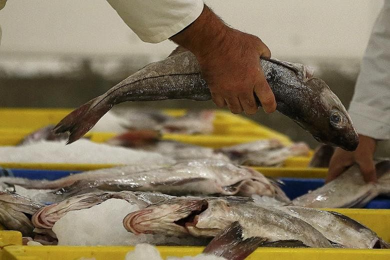 The annual catch has been declining since 1996 at a much faster rate than suggested by FAO data. Rather than the result of catch quotas, the trend may point to stocks running low.