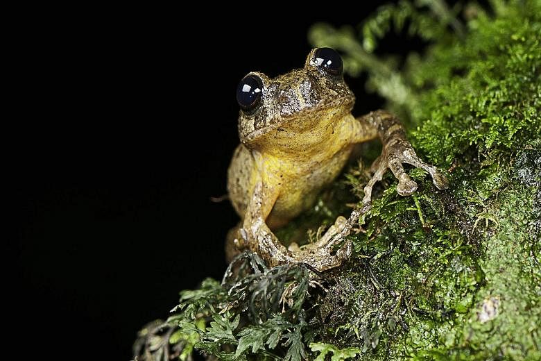 The undated image released by biologist S. D. Biju on Thursday shows a specimen of Frankixalus jerdonii, which belongs to a newly named genus of tree frogs that has been rediscovered in India more than a century after its members were thought to have