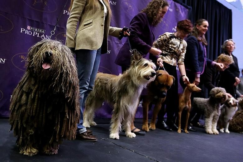 New breeds of dogs including (from left) a Bergamasco, a Berger Picard and a Boerboel are among this year's entrants to the Westminster Kennel Club dog show next month.