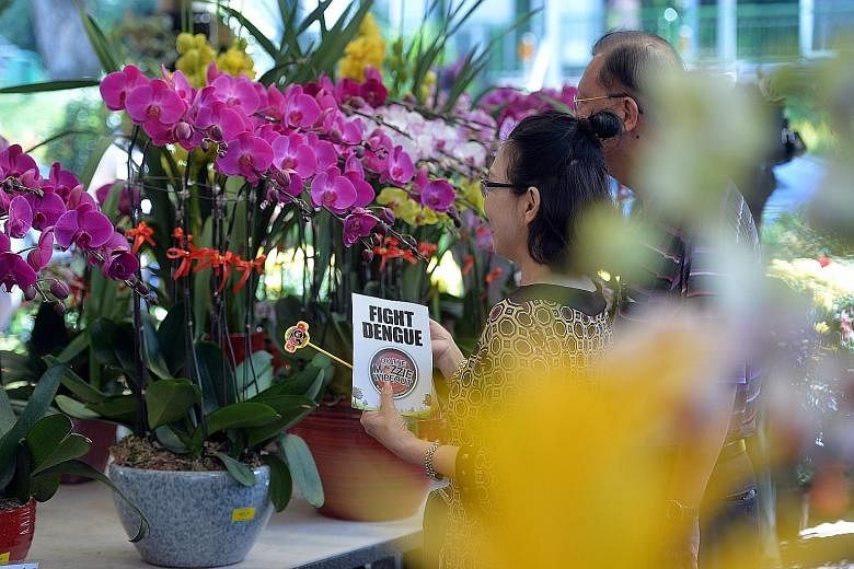 A shopper with a flier on dengue prevention at a nursery in Thomson Road. The symptoms of dengue and Zika infections are broadly similar though Zika patients tend to develop conjunctivitis, more commonly known as red eye.