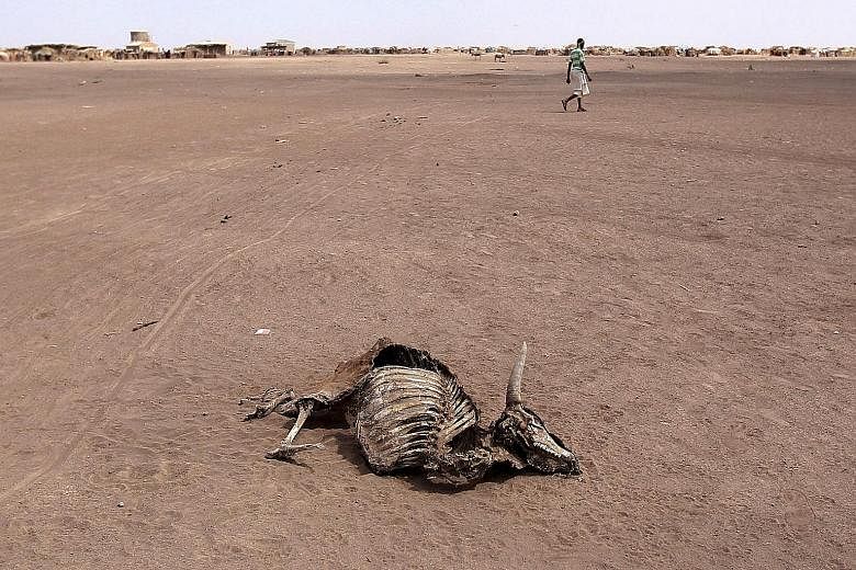 A cow carcass in Farado Kebele, one of the drought-stricken regions in Ethiopia, on Jan 26. According to the United Nations, Ethiopia needs emergency food aid as the scale of the emergency is too much for any single government to deal with. Adverse w