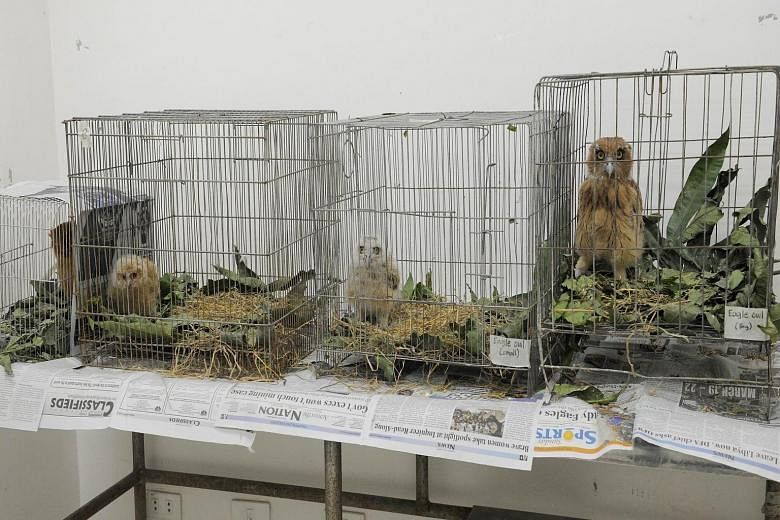Cages containing eagle owls and scops owls that were confiscated from a Philippines Transport Security officer being kept at the Wildlife Rescue Centre in suburban Manila yesterday. The authorities at the country's main airport seized 47 rare animals