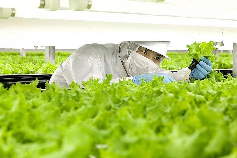 A worker in the indoor farm of Spread in Kameoka city, Kyoto prefecture. Switching to robot labour is expected to chop personnel costs by about half and cut energy expenses by nearly one third.