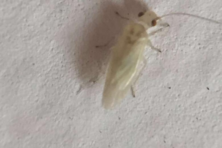 askST What are these insects on my walls and are they dangerous? The