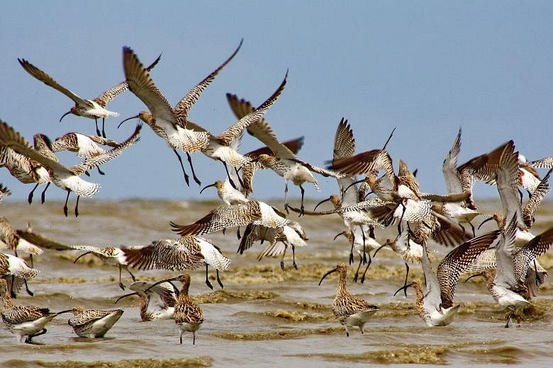 A large flock of Eurasian Curlews in Eastern Sumatra. With their favourite haunts in Indonesia and East Malaysia badly hit by the haze crisis last year, migratory birds were forced to disperse more widely to search for food.