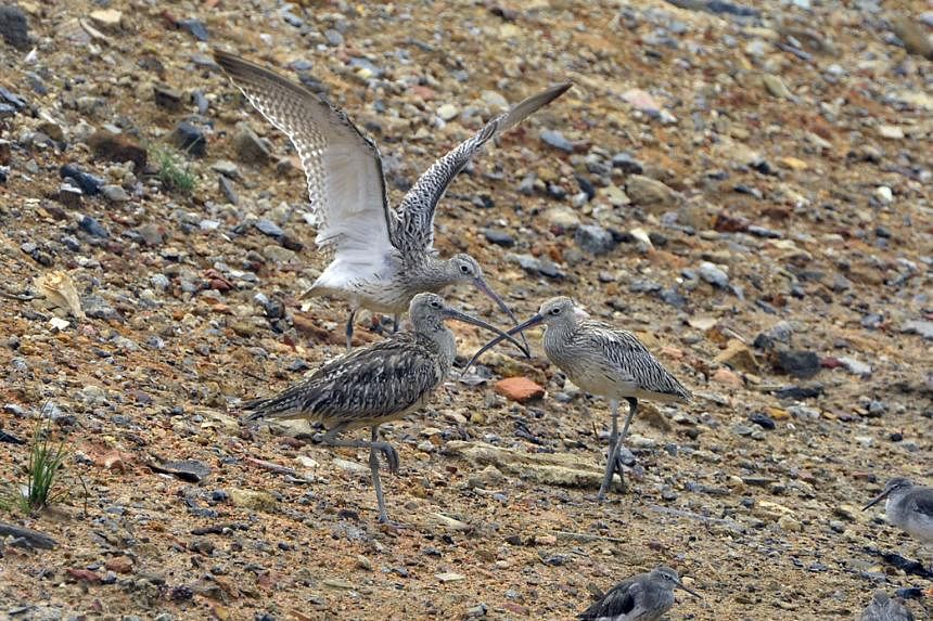 Three Eurasian Curlews were among the uncommon visitors spotted at the wetland reserve last September.