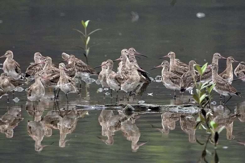 In the past, only two black-tailed Godwits at most visit the Sungei Buloh Wetland Reserve each year. But last September, 32 of them turned up. It was the highest number in 20 years.