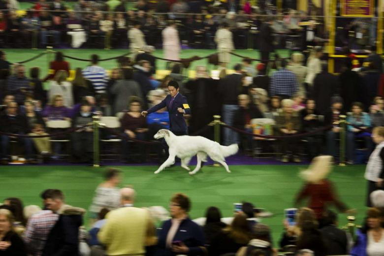 In Pictures The 2016 Westminster Kennel Club dog show The Straits Times