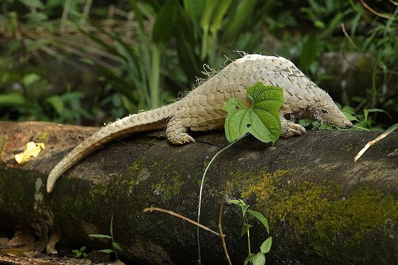 Pangolins help control the termite populations in forests and also help aerate the soil when they dig for food or create burrows. Of the eight species of pangolin found worldwide, the Sunda pangolin is the only one that can be found here.