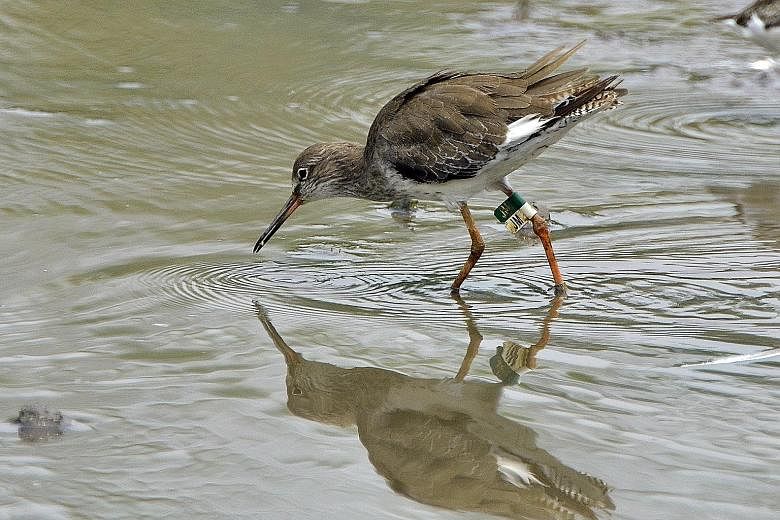 The simple metal bands used by NParks at the start have given way to green and white flags, seen on this Common Redshank. The coloured flags enable researchers to see from afar where these birds have come from and better understand their migratory ro