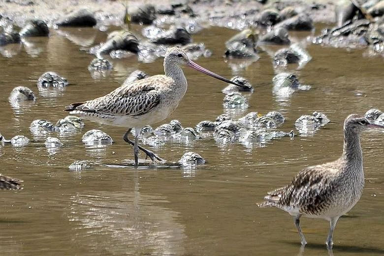 Godwits are able to travel 11,000km non-stop in less than nine days.