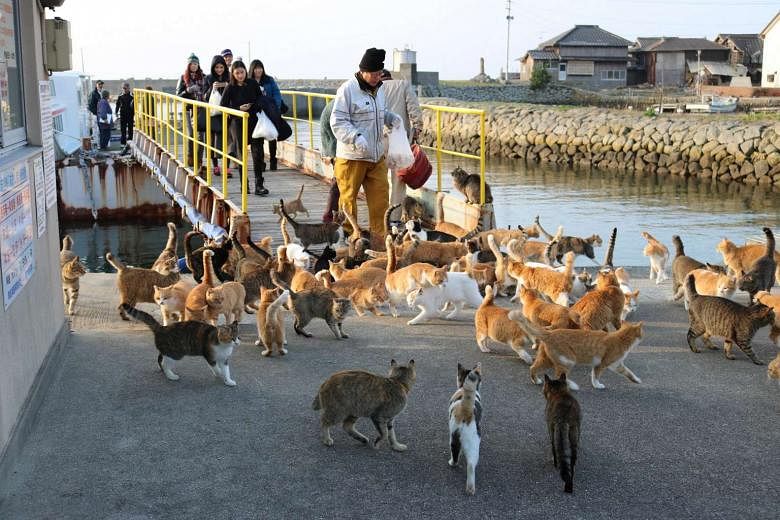 Felines rule on Ehime's Cat Island - The Japan Times