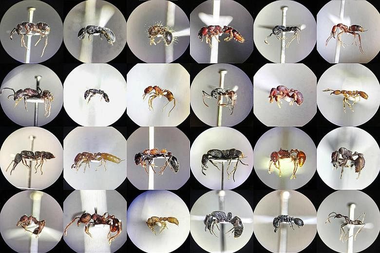 A collage of photographs taken by civil servant and amateur ant scientist Mark Wong. To capture these shots of ants, he put his iPhone on the eyepiece of a microscope. Based on past records, there are an estimated 169 to 175 species of ants in Singap