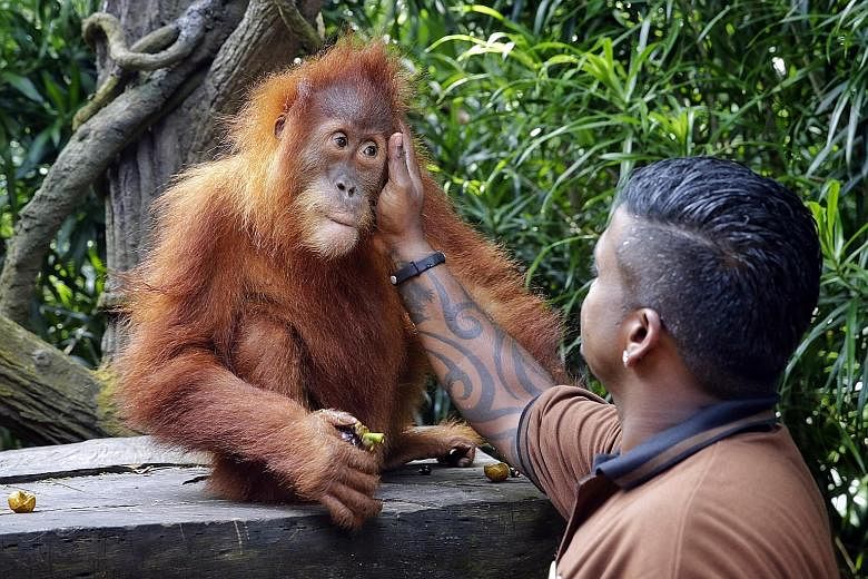 Ishta, the new Ah Meng, getting a pat from Mr Kumaran Sesshe, the head keeper of great apes, who has been training it for the iconic role at the Singapore Zoo. As its first official duty, it will help to flag off the annual Safari Zoo Run today.