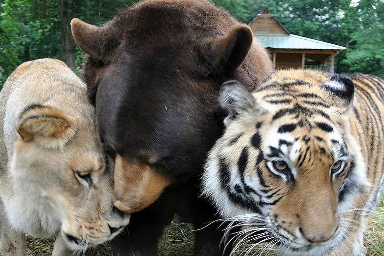 Leo the African lion, Baloo the American black bear and Shere Khan the Bengal tiger eat, sleep and play together at Noah's Ark Animal Sanctuary in Georgia.