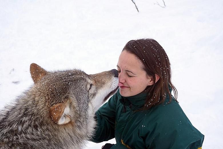 Meet wolves face to face at Polar Park, a wildlife park in Norway.