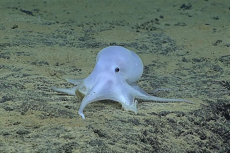 The octopus - spotted at a depth of 4,290m - was nicknamed Casper the Friendly Ghost, after the cartoon character, on social media.